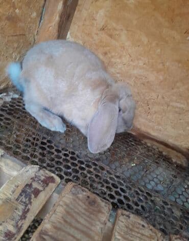 тай кони: Продаю | Кролик самец | Французский баран | Для разведения — 2