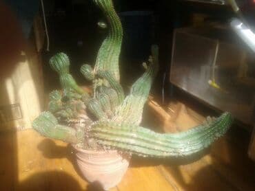 сколько стоит сельдерей в бишкеке: Комнатные растения. Кактусы — 1