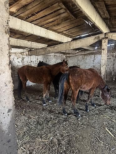 дончак тай: Продаю | Жеребенок | Для разведения, Рабочий — 5