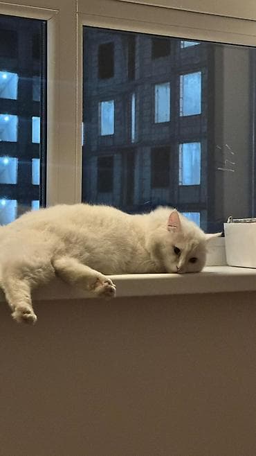 1 мальчик 2 котенка оригинал: Ангорская, 1 год, Мальчик, Белый, Кастрирована — 2