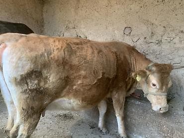 Животные: Продаю | Корова (самка) | Для разведения | Привязанные — 2