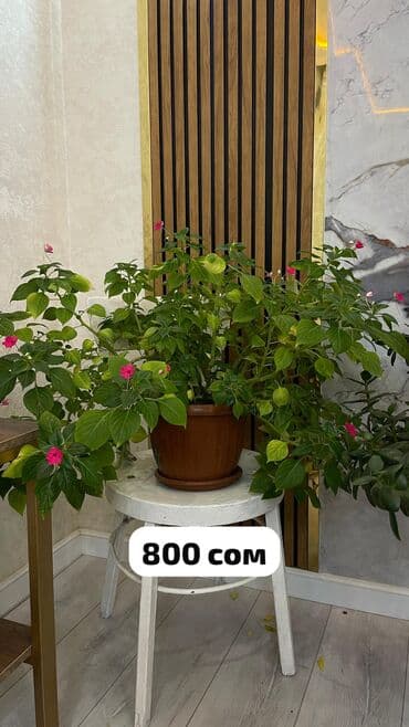 фитолампы для растений: Домашние комнатные цветы 🌿 Разные виды — смотрите цены на фото Продаю — 8