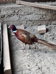 купить немецкую овчарку в бишкеке: Фазан обыкновенный! — 3