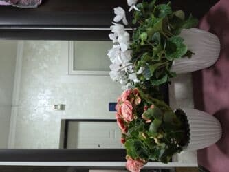 полевые цветы: Бегония клубневая в горшке - Пышный куст с крупными махровыми — 17