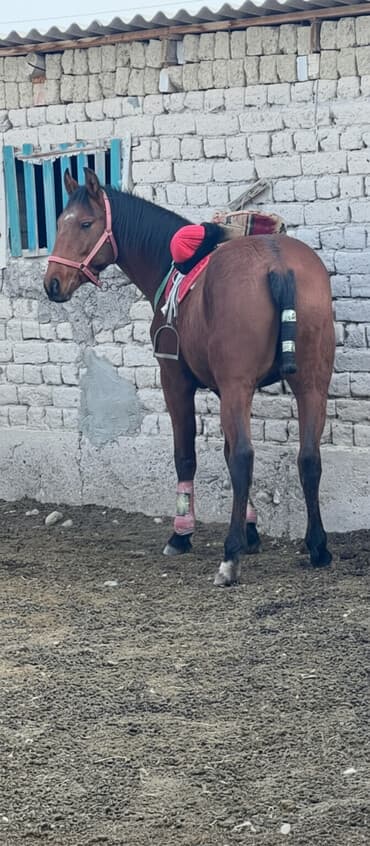 собаки доберманы: Продаю | Конь (самец) | Конный спорт | Племенные — 1