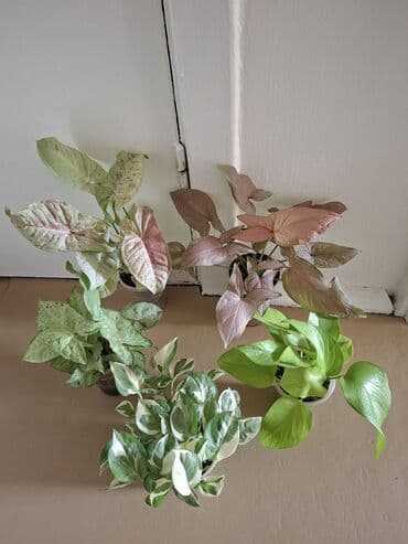 купить большие комнатные растения: Коллекция комнатных растений с декоративной листвой (в горшках) — 42