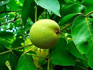 nokia 2630: Фотоаппарат Nikon Coolpic L23. В отличном состоянии. В комплекте новые — 9