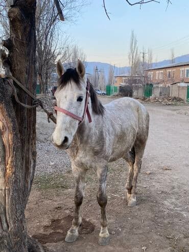 отдам даром охотничью собаку: Продаю | Конь (самец) | Рабочий — 4