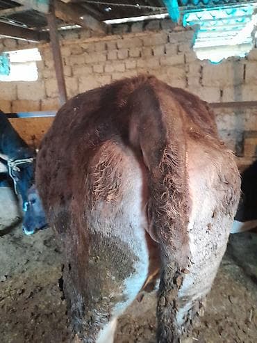 коровы животные: Продаю | Корова (самка) | Полукровка | Для молока | Привязанные — 7