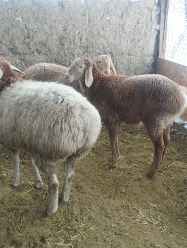 дом для кота: Продаю | Ягненок | Арашан | Для разведения | Ярка — 2