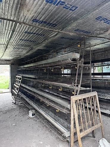 Многоярусные клетки для птицы, предназначенные для содержания