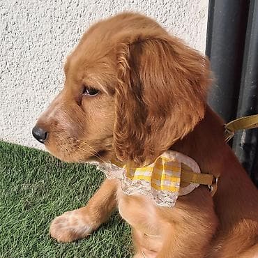 Иттер: ПРОПАЛ Щенок (рыжий, длинноухий) ПОЖАЛУЙСТА ПОМОГИТЕ НАЙТИ. ПРОПАЛА В — 1