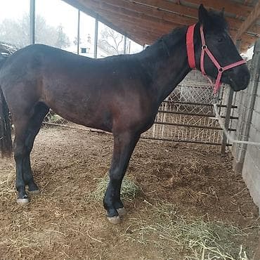 лошадь белый: Продаю | Кобыла (самка) | Полукровка | Конный спорт | Племенные — 5