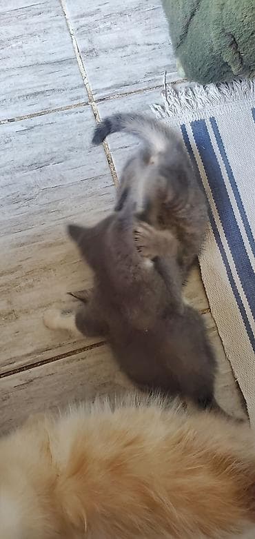 Котята домашние, помёт из нескольких малышей. - Возраст на фото at lalafo.kg Котята домашние, помёт из нескольких малышей. - Возраст на фото