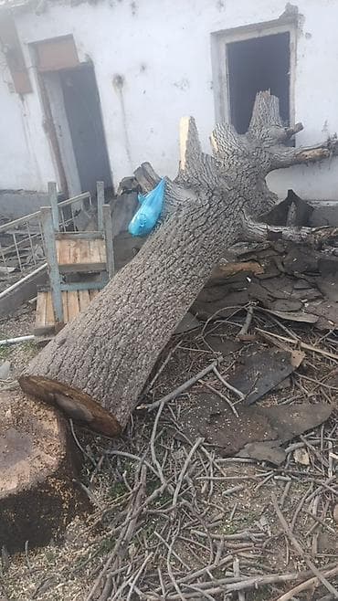 сулу овес: Дрова Дуб — 4