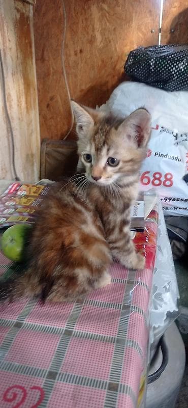 Продажа кошек: Котята от шотландской вислоухой кошки,2 месяца,кушают сами,к лотку — 5