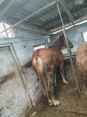 лошадя: Продаю | Жеребенок | Рабочий — 5