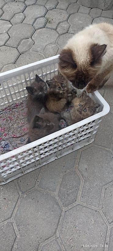 бенгал кошка цена: Котята от кошки с сиамским окрасом - Помёт: несколько котят разной — 4