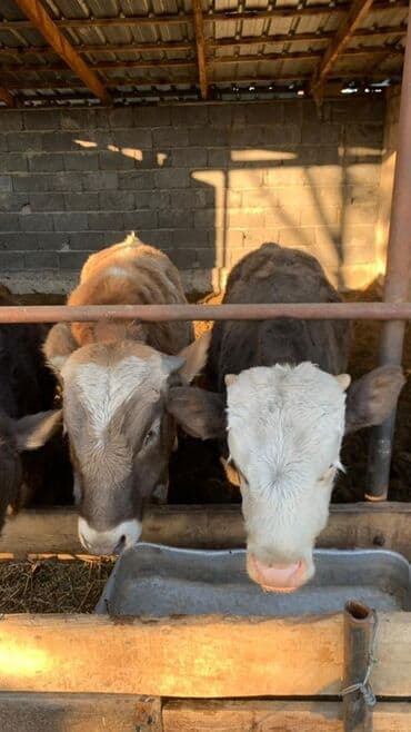 дойных коров: Продаю | Бык (самец) | Полукровка | На откорм — 1