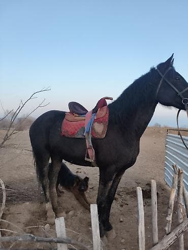 Продаю | Конь (самец) | Рабочий