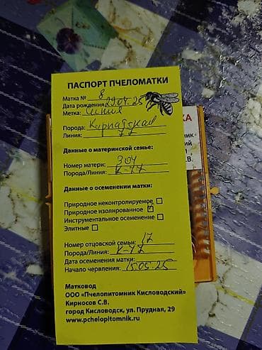 пчел пчёл: Продам плодных маток от Элитной матки Карника и Карпатка F1 — 9