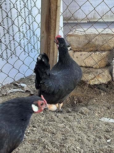 А/ч жаныбарлары үчүн тоюттар: Продам декоративных петух и кур яйца несут — 5