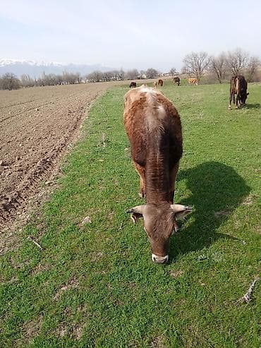 ара цена: Продаю | Бык (самец) | На откорм, Для разведения — 2