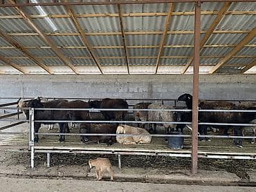 кошка рэгдолл цена: Продаю | Овца (самка) | Для разведения | Племенные — 8