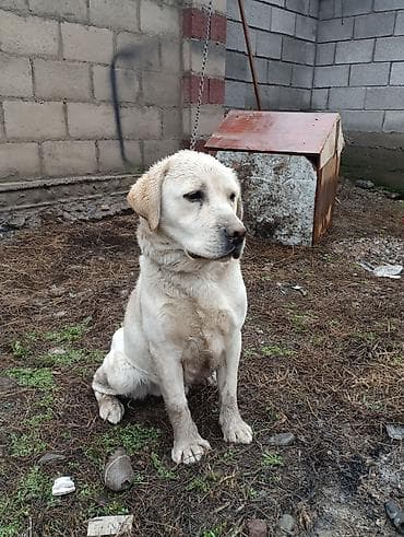 Порода: лабрадор-ретривер, палевый окрас. Описание: - Крупный кобель