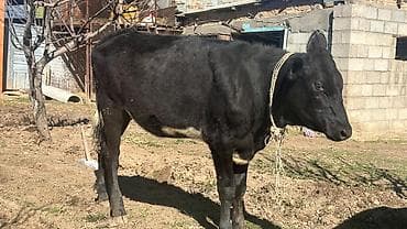 Продаю | Тёлка | Симментальская | На забой, Для разведения, Для молока | Племенные, Не стельные, Искусственник