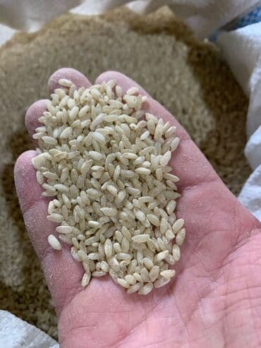 авиабилеты бишкек москва | дешевые туры по всему миру | летай.kg фото: Аланга 120 сом из Джалал абад — 2