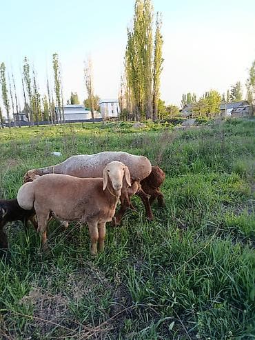 canada goose: Продаю | Овца (самка) | На забой | Матка — 1