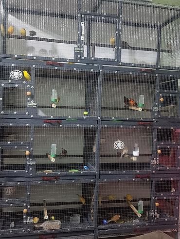 ит ош итер: Канарейки декоративные (разных окрасов) - Порода: домашние канарейки — 4