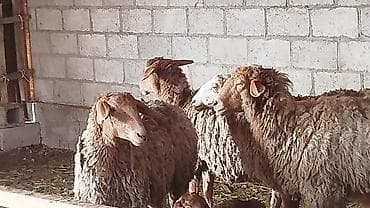 Үй жаныбарлары үчүн товарлар: Сатам | Ургаачы кой (ургаачы) | Көбөйтүү үчүн — 1