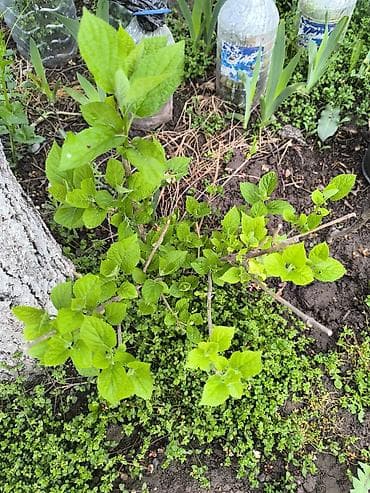 вьющиеся роза: Гортензия белая Аннабель шаровидная, 3 летка декоративый кустарник — 2