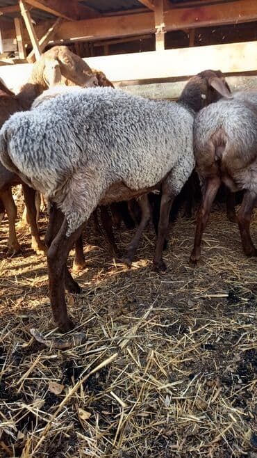 хомяк домашний купить: Продаю | Овца (самка) | Для разведения | Матка — 6