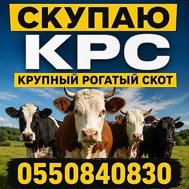 кобыл: Скупка КРС (крупного рогатого скота) Услуга по выкупу крупного — 1