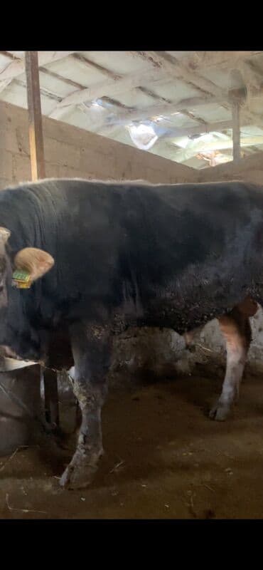 купить французского бульдога: Продаю | Бык (самец) | Швицкая | На откорм | Привязанные — 1