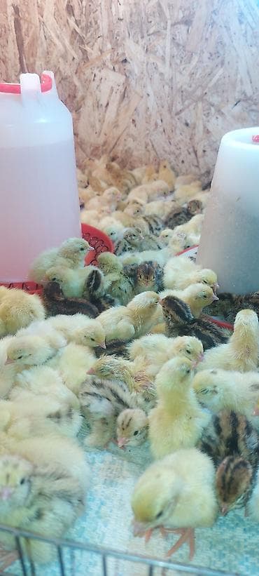 купить кур несушек на птицефабрике: Перепелки, Бөдөнө. Суточные, недельные, трехнедельные месячного — 7