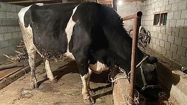 самый лучший сильный умный собака: Продаю | Корова (самка) | Для молока | Привязанные — 2