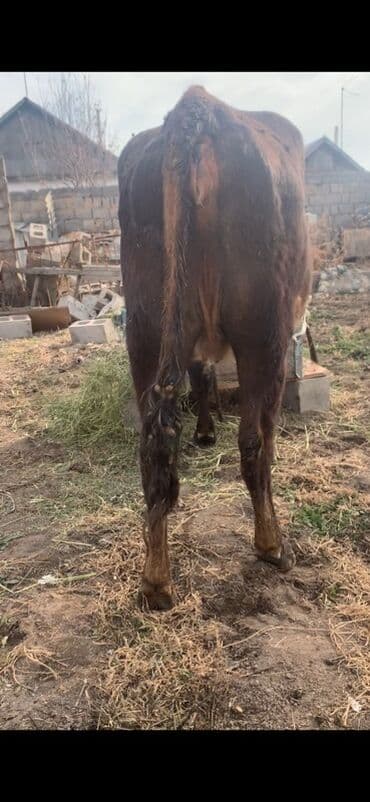 за сколько дней до отела корова наливает вымя: Продаю | Корова (самка) | Полукровка | Для молока | Нетель — 7