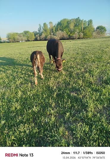 рыба гарбуша: Продаю | Корова (самка) | Для разведения | Привязанные — 1