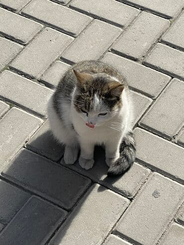 отдам кошечку в добрые руки: Кошка даром: Беспородная, 1 год, Девочка — 1