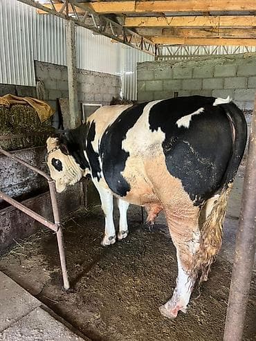 Продаю | Бык (самец) | Голштин, Швицкая | На откорм, На забой, Для разведения