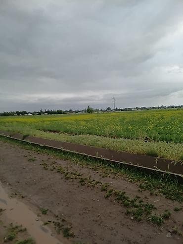 Земельные участки: 250 соток — 3