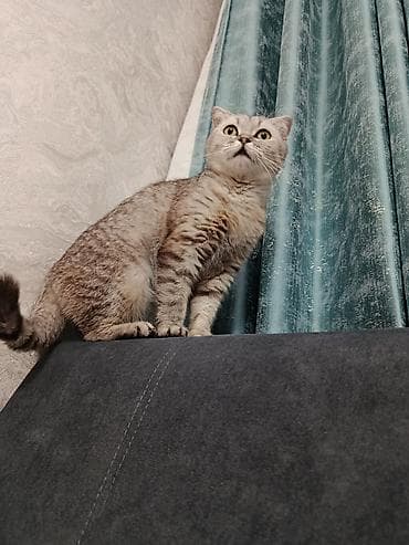 Продажа кошек: Шотландские котята (Scottish Fold/Scottish Straight) 1,5 месяца. - — 8