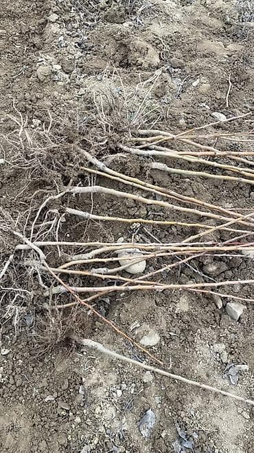 бразильский орех цена бишкек: Саженцы груша, Нак Алмурут кочотторунун баардык турлору бар — 5