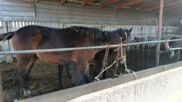 продажа щенков немецкой овчарки с документами в бишкеке: Продаю | Жеребец | Рабочий — 1