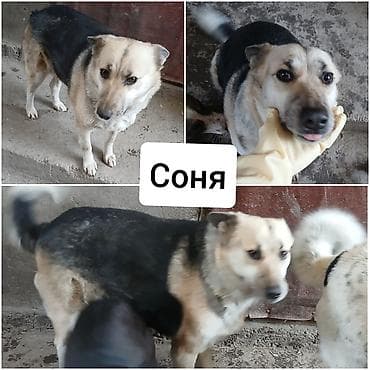 Ит бекер берем: Ищу новых хозяев для своих собак!БИШКЕК, район Рабочего Городка (ниже — 3