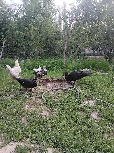 пиявка бишкек: Ордоктор сатылат — 3